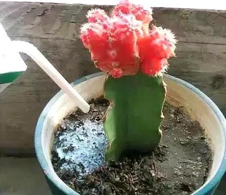 家里养花,乱浇这“3肥水”,烧根烂叶、土壤板结,难怪养不活!