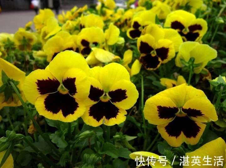 喜欢在家中养护花卉，就选择3种花色艳丽，花期长，养护漂亮的花