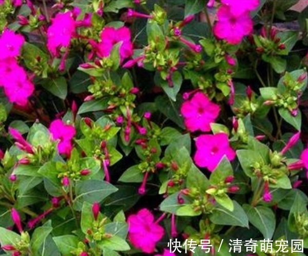 好处|农村常见紫茉莉,除了是“驱蚊高手”,居然还有这么多好处!