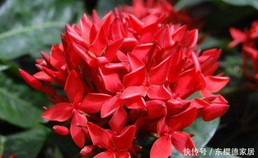 几种常见小花,好养易打理,枝繁叶茂,花开一簇爆成花海