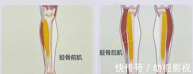 腓肠肌|练瑜伽下犬式脚跟无法触地？这些解剖常识你要知道！