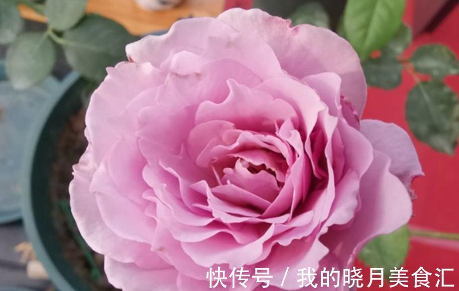 栽培|香味十足的月季蜻蜓，栽培扦插简单，值得园艺新人“踩雷”