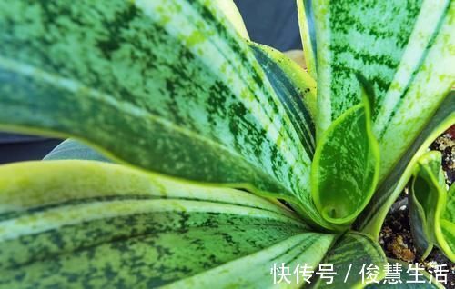 养虎皮兰,能不能晒太阳,怎么养能长得更旺,为你揭开答案