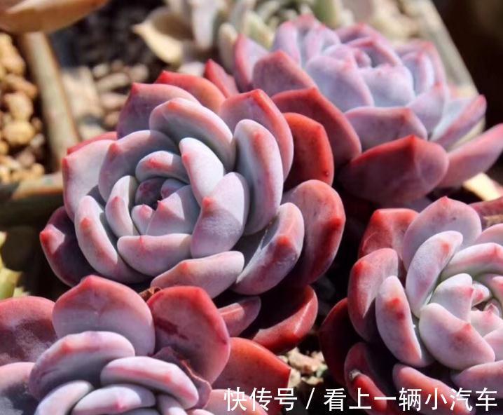 服盆期|多肉植物冬季不服盆,问题可能出在配土上,多肉养护案例分析