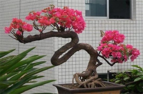 三角梅不开花教你4招,花苞疯长,花香四溢,轻松爆盆!