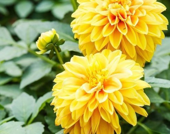 菊花这样养护，株型好看，开花数量多，还能净化空气，可多养几盆