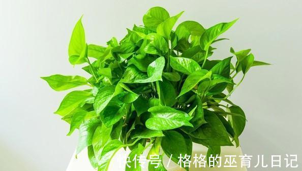 教你几个小妙招,可以把绿萝养成小盆栽,而且能让它油亮翠绿欲滴