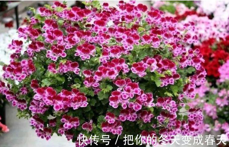 4种花很漂亮，好养易活能爆盆，简单易成活，养在哪里都爆盆