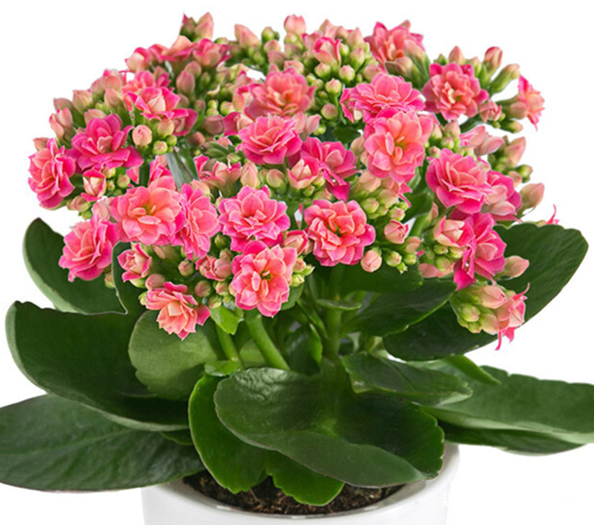 养长寿花、天竺葵有一点不能少，少了难开花，更难过夏天