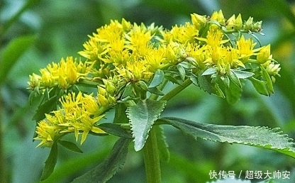 强心剂|农村生命力极强的一种野菜，也是人们的急救药，是天然强心剂！