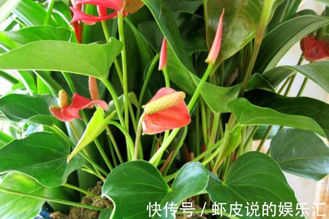红掌只长叶不开花,新叶长出做好这两点,一叶一花更旺盛
