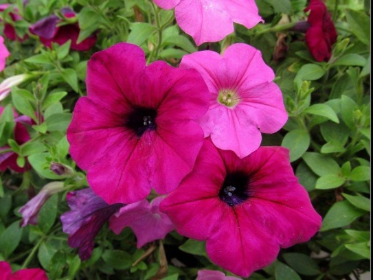 不会养花就养这5款“便宜花”,年年开花不断,花色多又艳,美