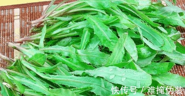 野菜|农村一野菜，味道虽苦但很多人喜欢吃，相传皇帝也称赞