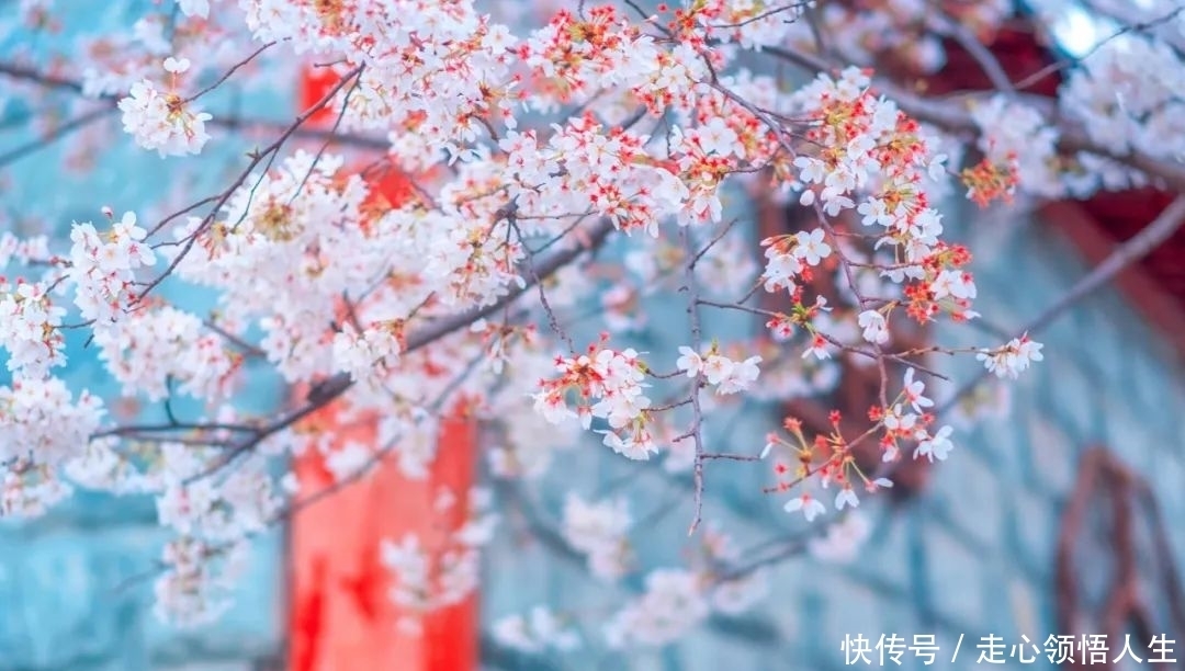 月明星稀道晚安下一句 月明星稀道晚安下一句