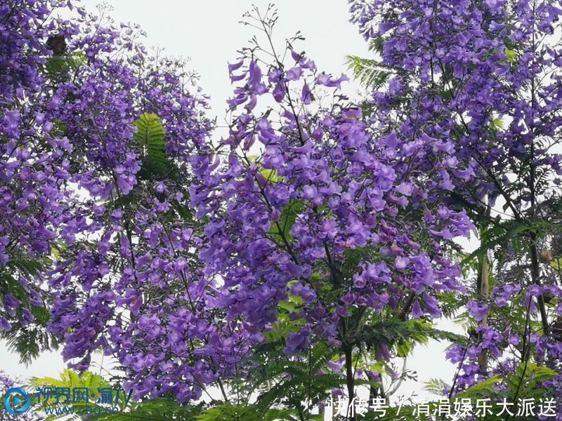 时节|蓝花楹开在天空最蓝的时节 等风也等你