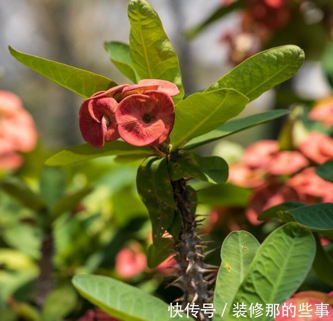 花草|有院不栽狼牙棒！5种花草植物都属于“狼牙棒”，你家栽种了吗？