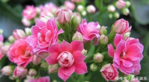 长寿花不开花，还容易黄叶，老花农教你4招，叶片油绿，花比叶多