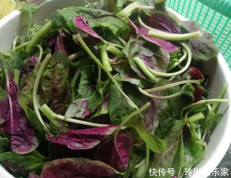 补血|这野菜比羊肉还补血,价值很高被人工种植,但市场还得12元1斤