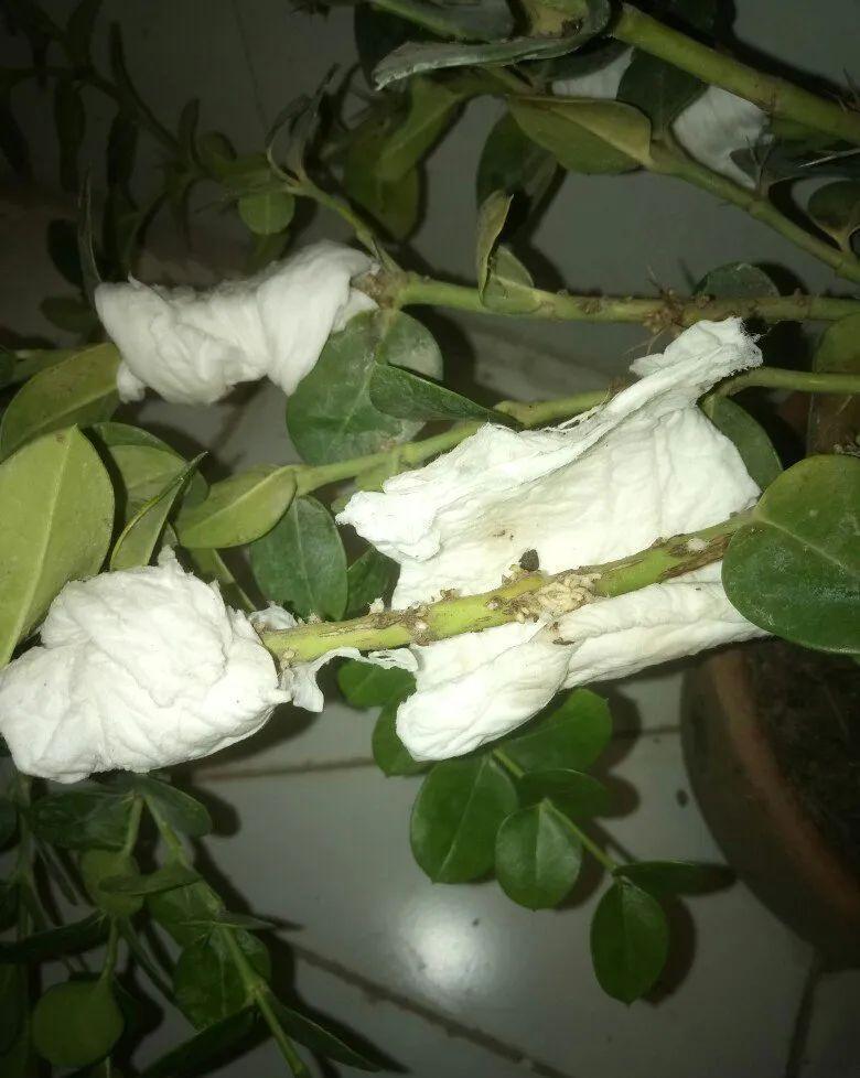 冬天扦插,用了这3种神器,成活率100%