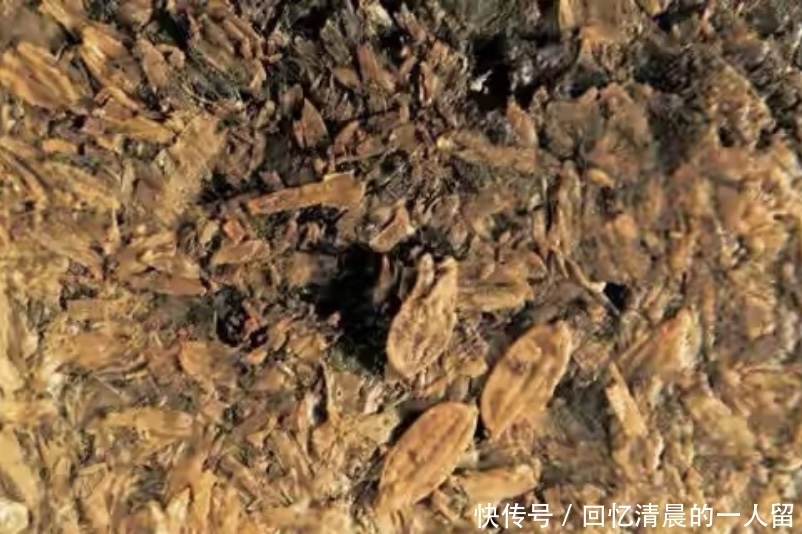 考古大发现,河姆渡文华,人类的起源5