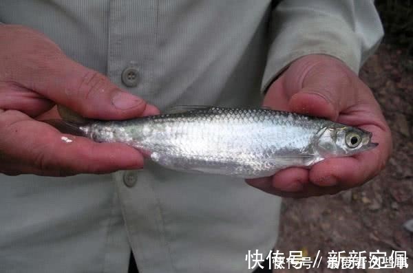 蛆虫|钓白条鱼真是累人,用我分享的方法,只要你下钩,它就在那等你