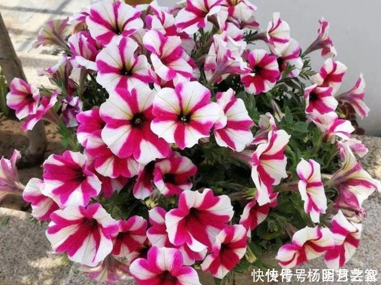 4种花养在家,一整年都有好运气,养上一盆四季欣赏,好活还不贵