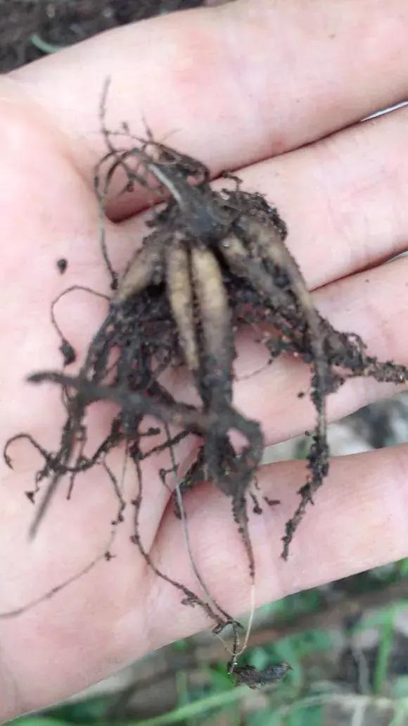 种花|3种花人称“夏必死”，买一盆死一盆，新手小白别忽视