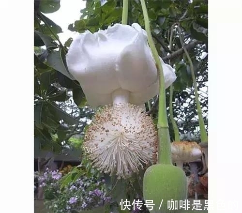 奇花|奇花、奇花、奇花、罕见奇花，赶快打开欣赏吧