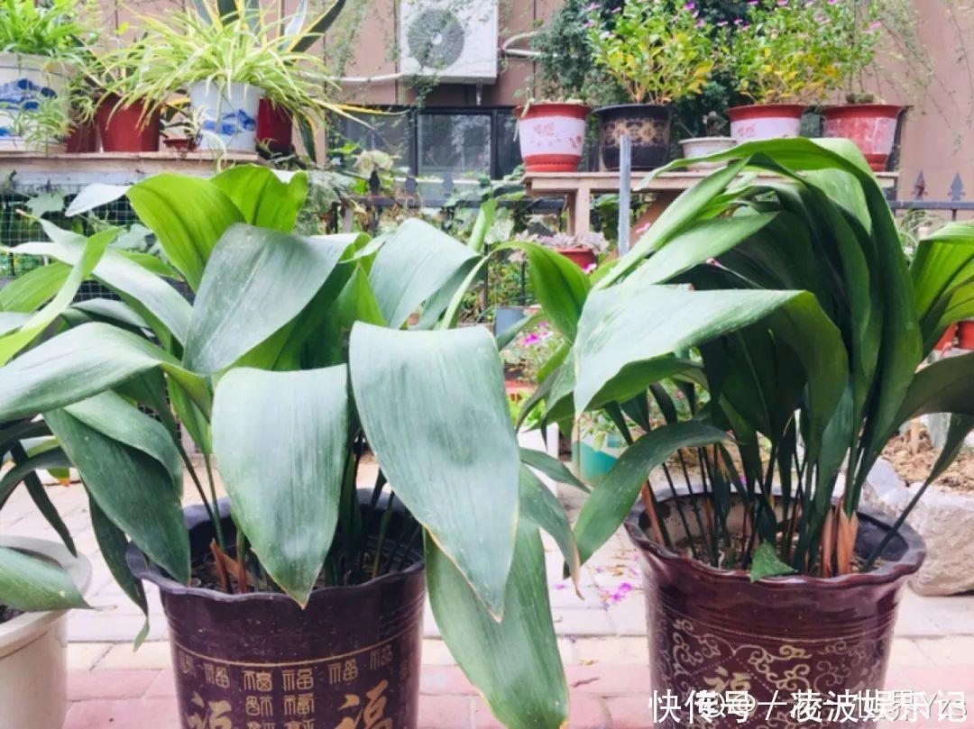 牡丹吊兰|懒人适合养什么花，浇水少，不挑土，它比人还懒！