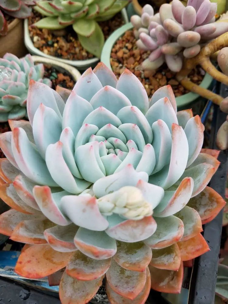 养肉三年,分享养肉经验,谈谈适合逆开挂区的多肉!