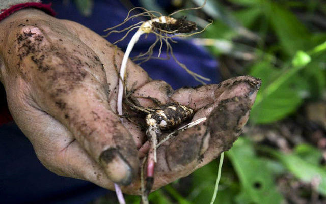 肾虚|三味药,补气+补阳,巧治阳虚失眠!归还阳气,记得收藏