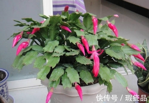 蟹爪兰|蟹爪兰长花苞了要怎么养？必备三点养护方法，开花不断