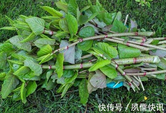 院子里长出这5种草,看到就铲除别犹豫,留下会“后患无穷”