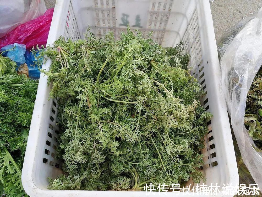 小麦|长得像艾草,古时是救命野菜,如今成麦田恶草,但见到请别错过