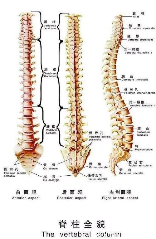 中轴|想要调理脊柱?试试太极拳的高级练法——脊柱行拳