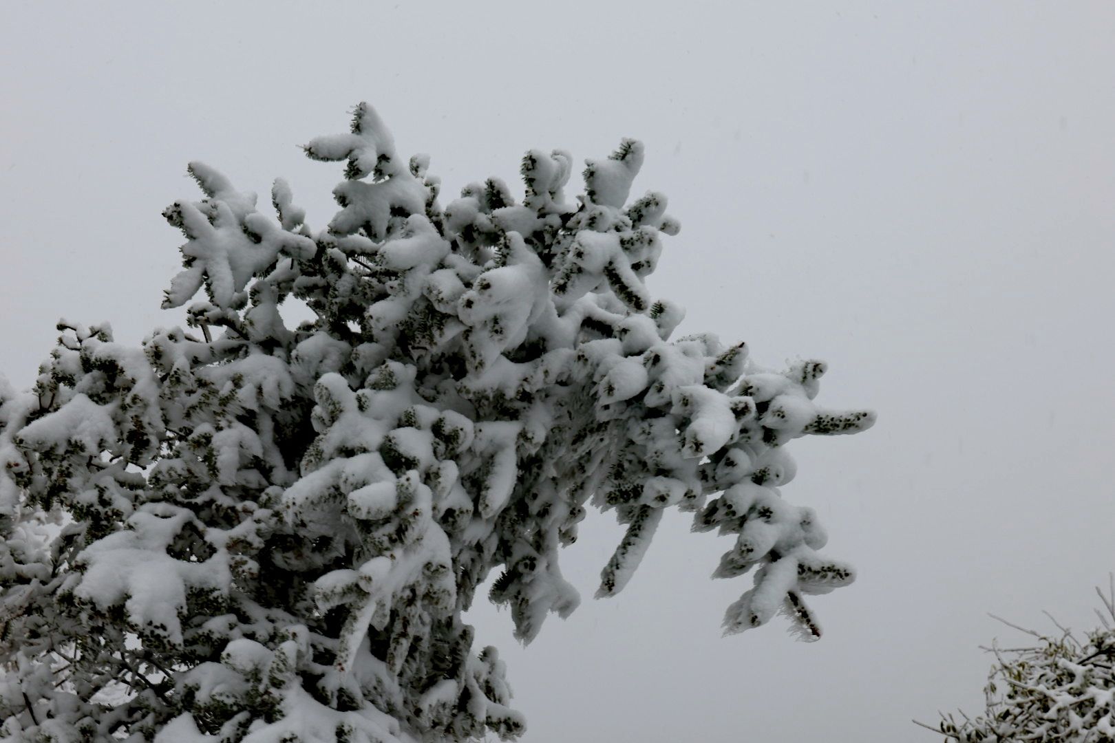 百花山|雪景与云海“同框”！今天的百花山美如仙境