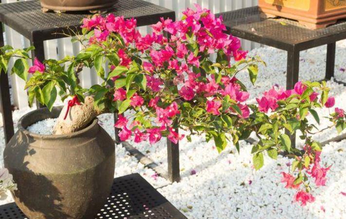 冬季4种花“特欠剪”,不剪开花少,冬季勤修剪,春季开爆盆!