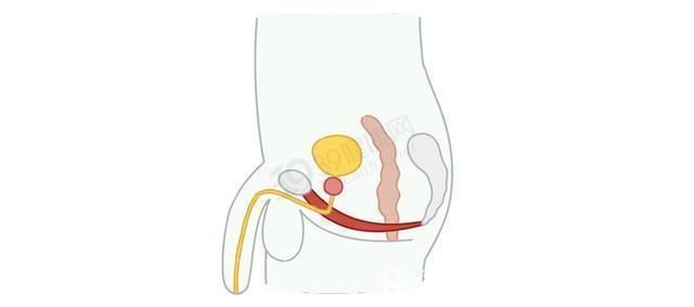 肌肉群|别不好意思:盆底肌训练真的很养生!锻炼持久力,男女都获益