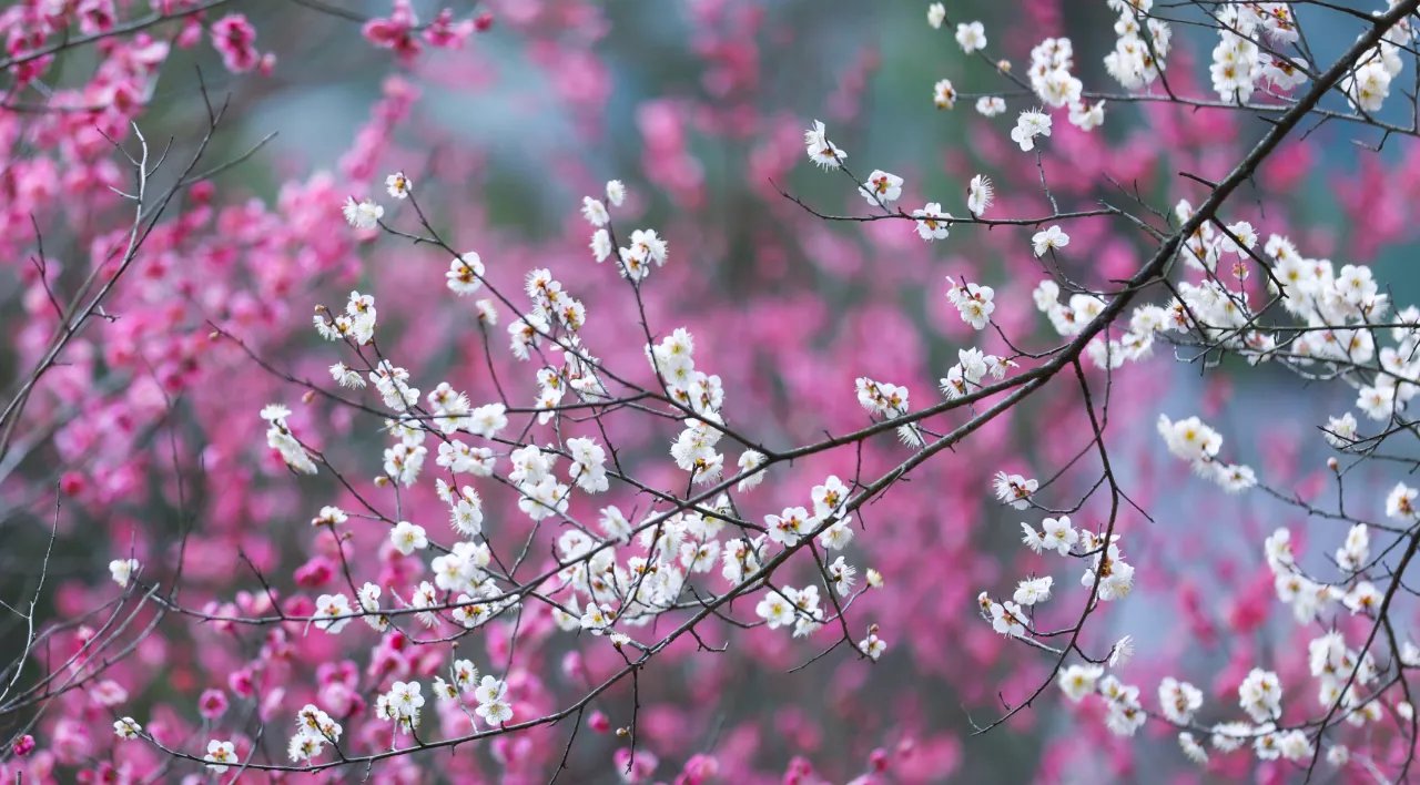 中年|南岳梅花进入盛期,“梅”好时节不容错过