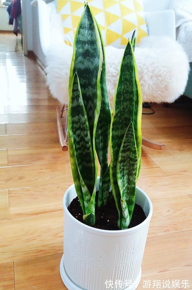 叶片|秋天养虎皮兰,简单“2步”,侧芽呼呼冒,叶片蹭蹭长爆盆