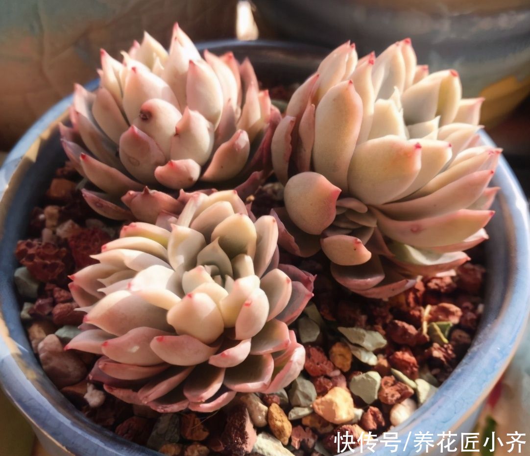 多肉|夏天如果多肉烂根，多数人会选择扔掉，其实处理得当，它还能恢复