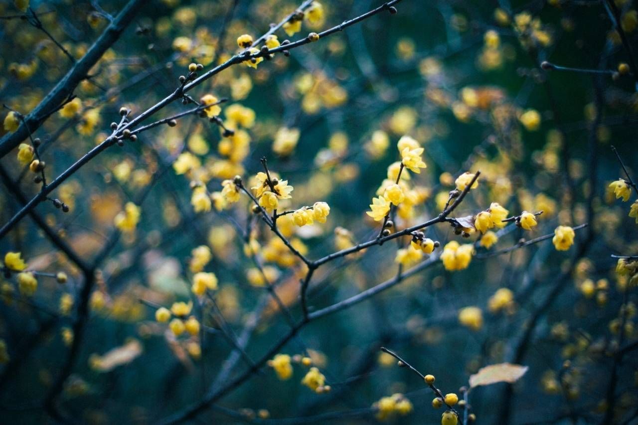 梅花|暗香扑鼻！北仑九峰山梅花悄悄开了