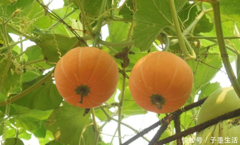 脾胃|养脾=续命!只需2招,就能养好脾胃,学会了,全身都舒服