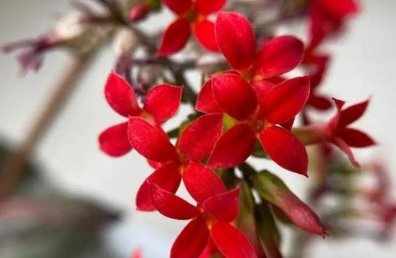 75个长寿花品种,一个比一个美,一起来认识一下吧!