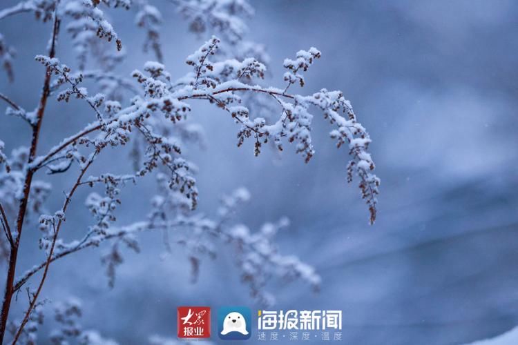 仙境|山东日照：玉树琼枝，银装素裹 雪中大青山开启仙境模式