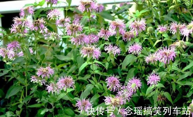 薄荷不仅可以食用观叶，这种薄荷清热解毒，还能一团团的开花