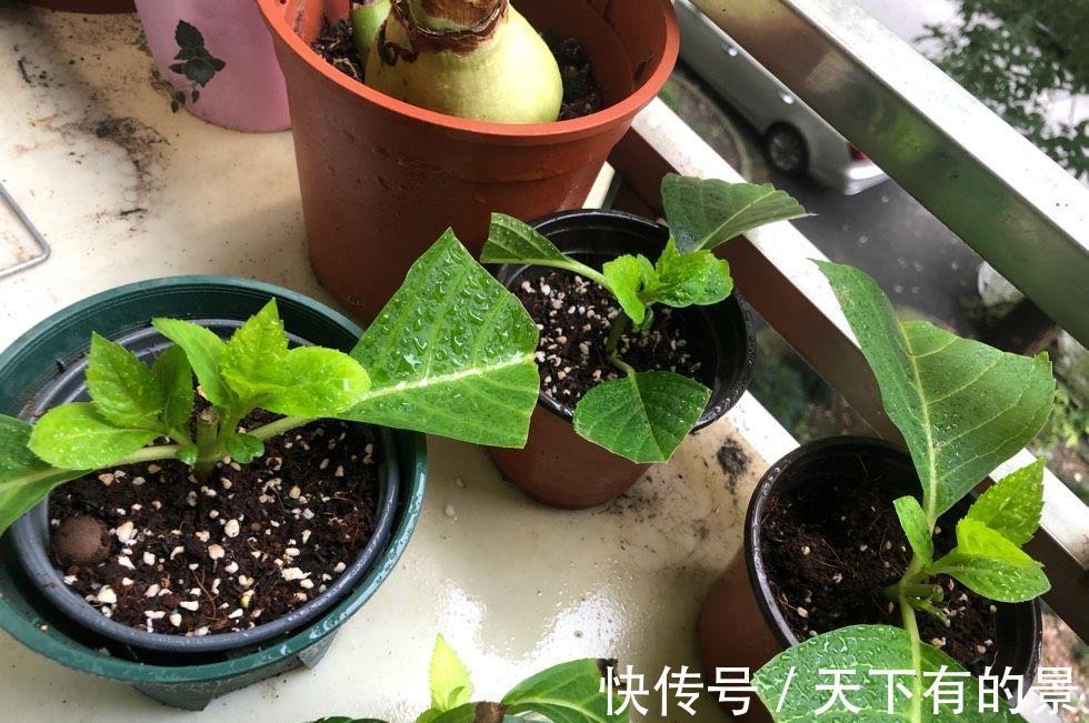 绣球花|秋天刚好可以扦插绣球花,记住两个技巧,存活很多棵,明年就有花