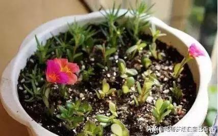 这6种花,现在扦插正当时,7天生白根,当年能开花,新手也可以