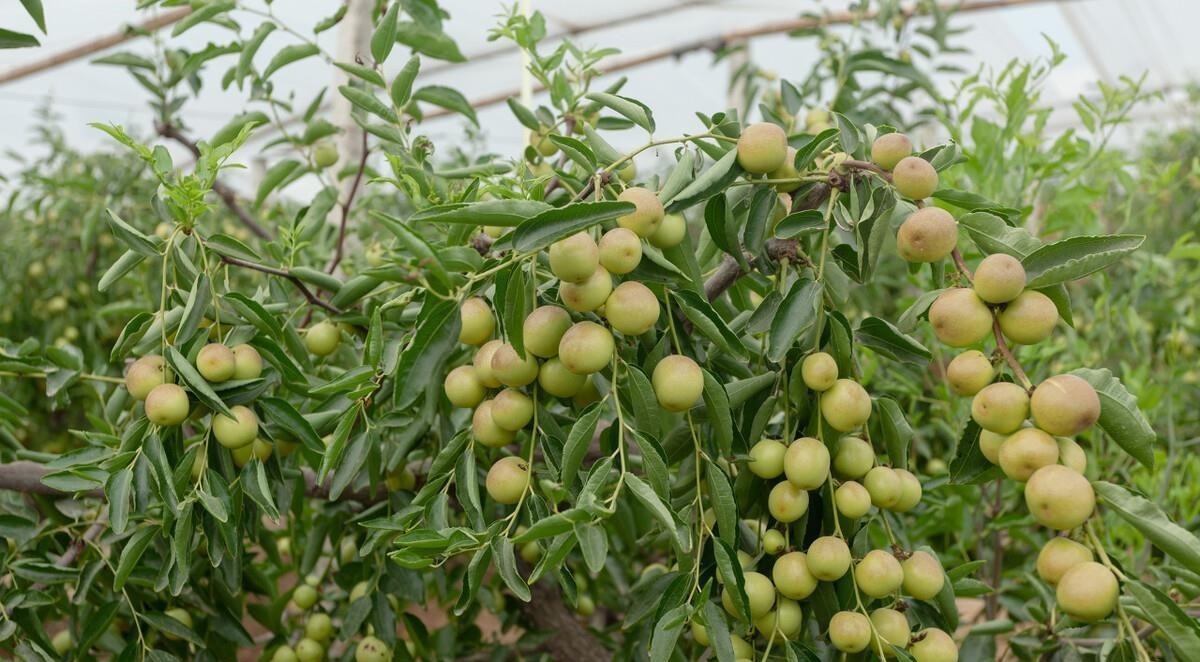 维生素C是苹果的60倍，看着不起眼的一道水果，蒸来吃太香了