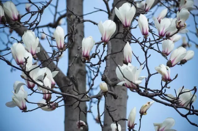 玉 兰 花 颜